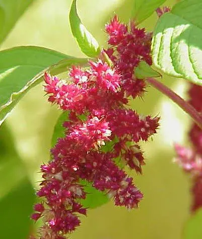 Amaranth