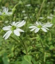 chickweed