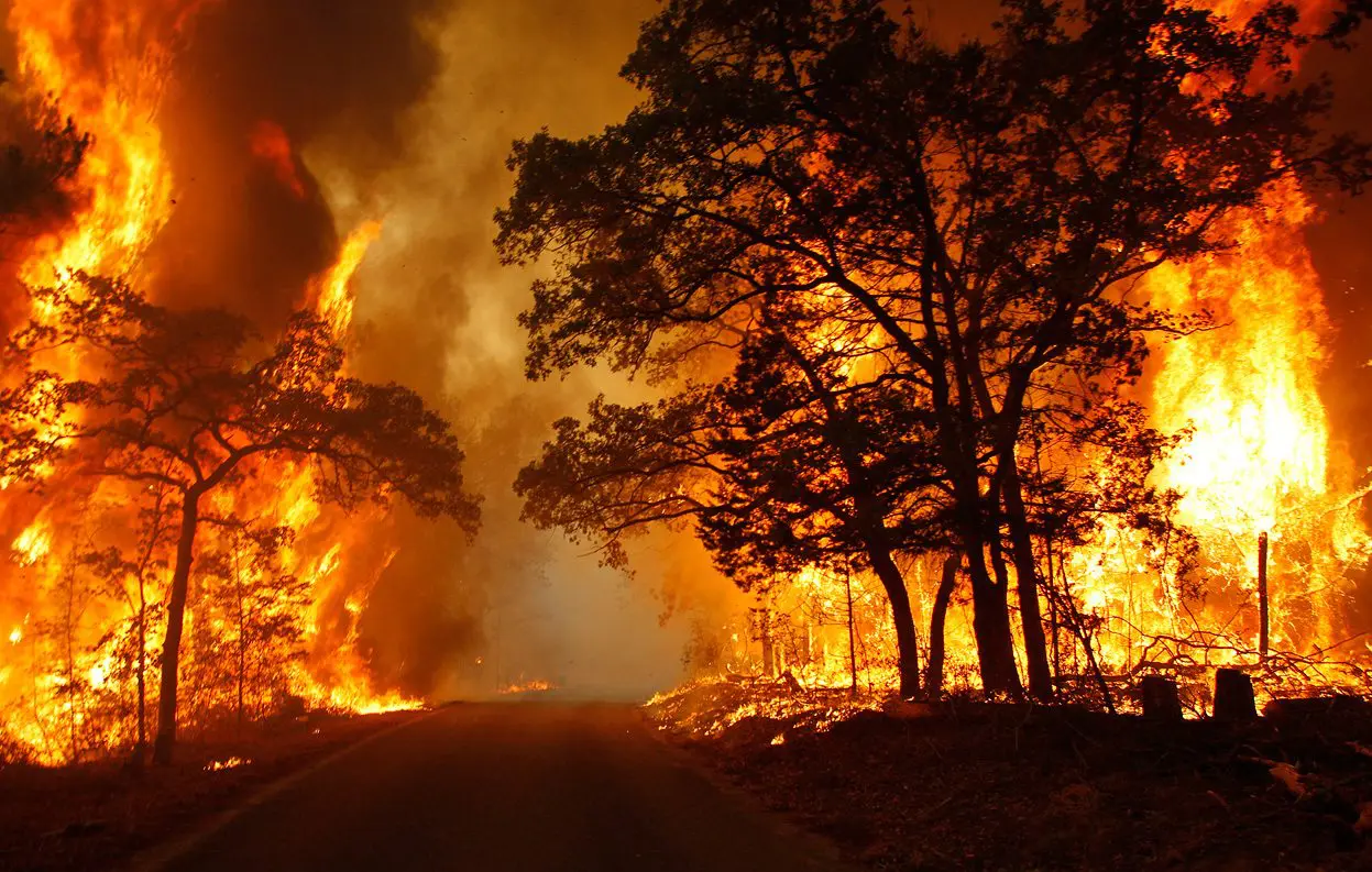 How to Survive a Wildfire